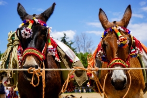 Feria4