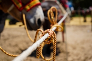 Feria7